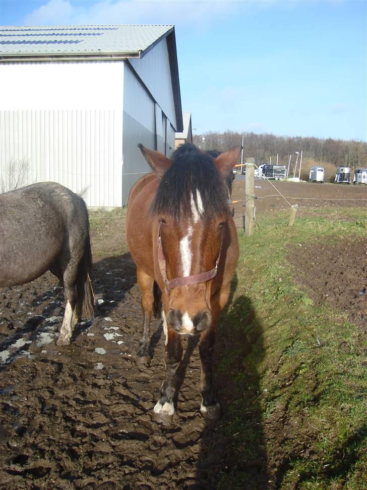 Anden særlig race Basil billede 7