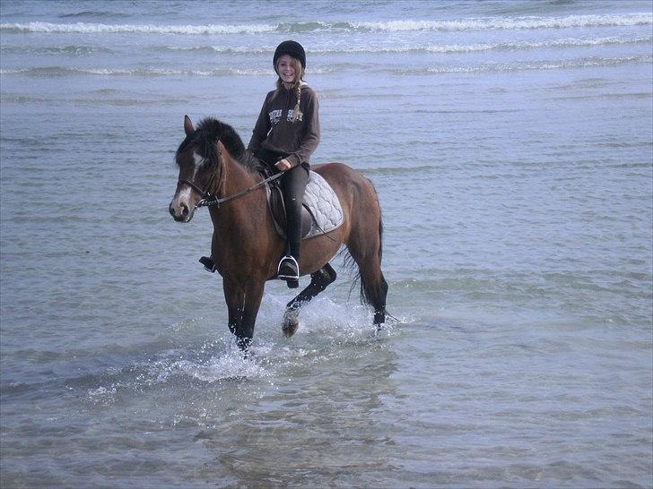 New Forest Stardust  - På stranden <3 billede 9