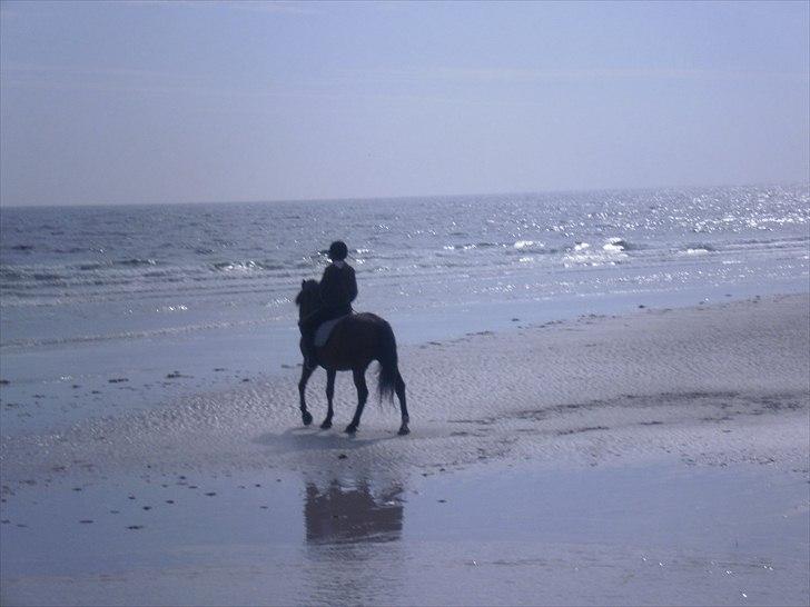 New Forest Stardust  - Elsker dig pony :* billede 14