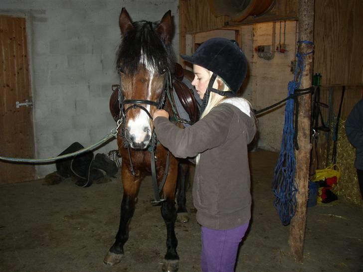 New Forest Stardust  - Os en af de første gange (oktober 08) billede 3