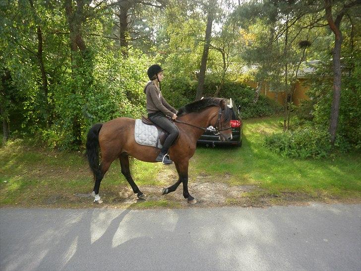 New Forest Stardust  - Min smukke prins <3 billede 6