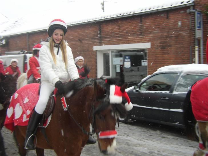 New Forest Stardust  - Nisse optog 09  billede 8