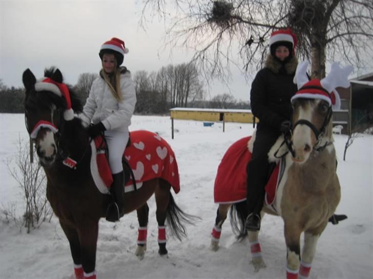 New Forest Stardust  - Os på vej til nisse optog (: billede 11