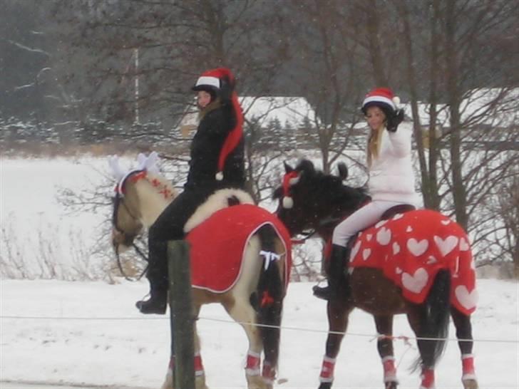 New Forest Stardust  - Vi ses (: (nisse optog) billede 12