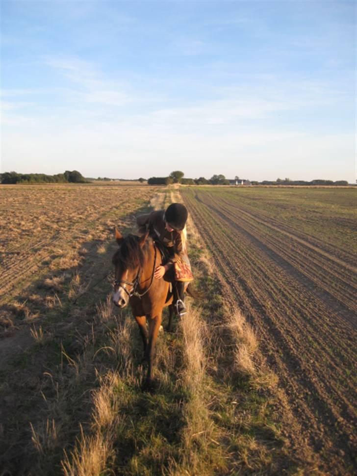 New Forest Stardust  - Mig og Stardust (: mester fotograffen Salli Andersen ! :D billede 13