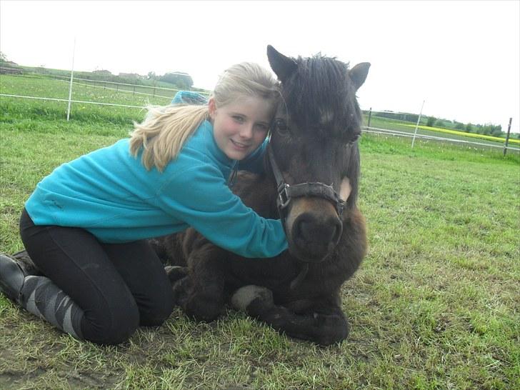 Shetlænder axel *SOLGT*:'( - 1 billede 1