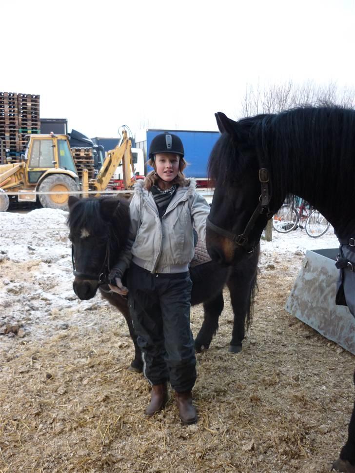 Shetlænder axel *SOLGT*:'( - 2 billede 2