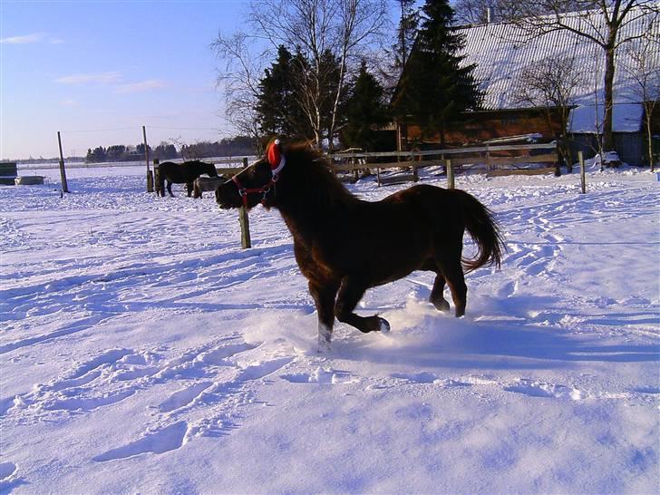 Anden særlig race Flicka (SOLGT) - Det smukke dyr i sneen... Foto: Carola billede 13