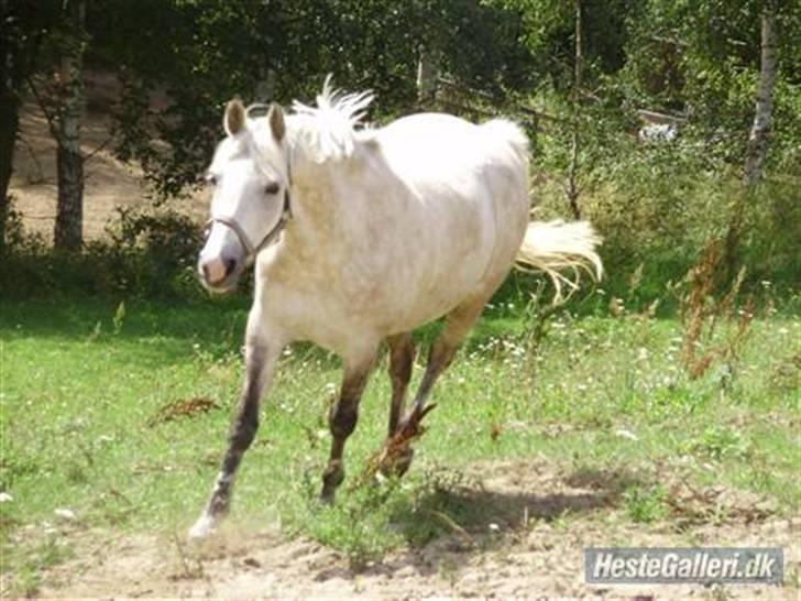 DSP Snekkerups Maja billede 12