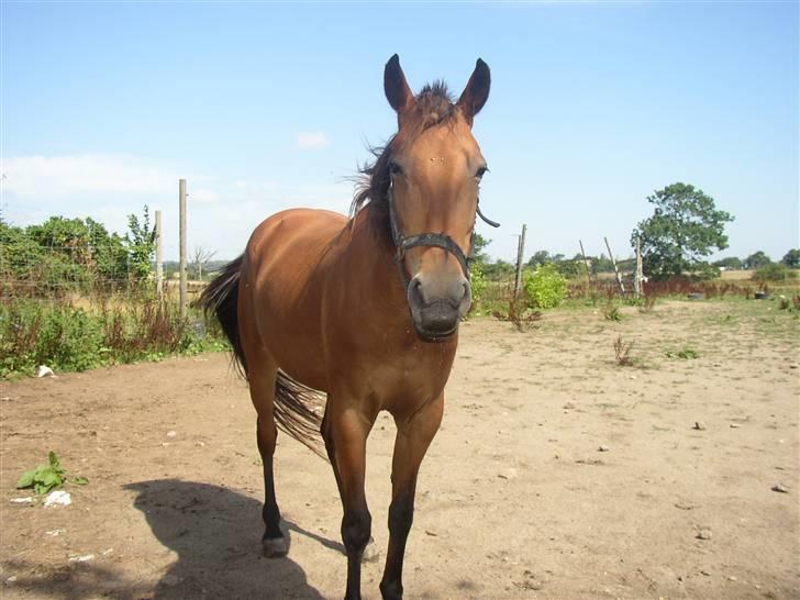 Traver Farina - Min dejlige hoppe <33 billede 1