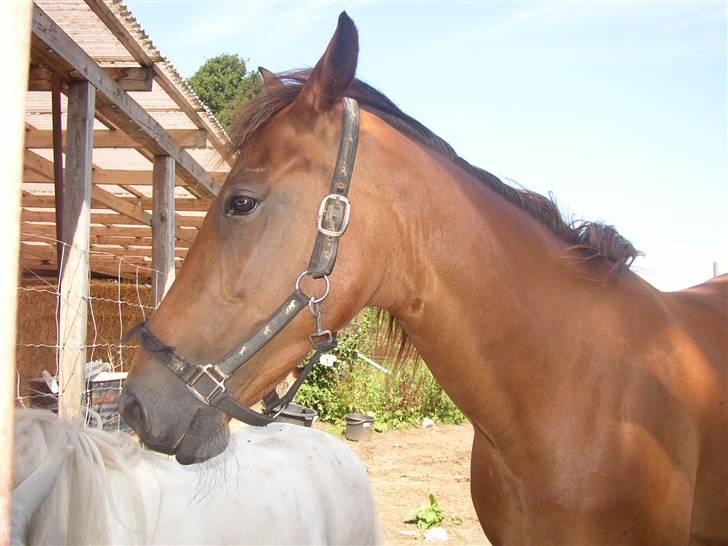 Traver Farina - Farina  billede 2