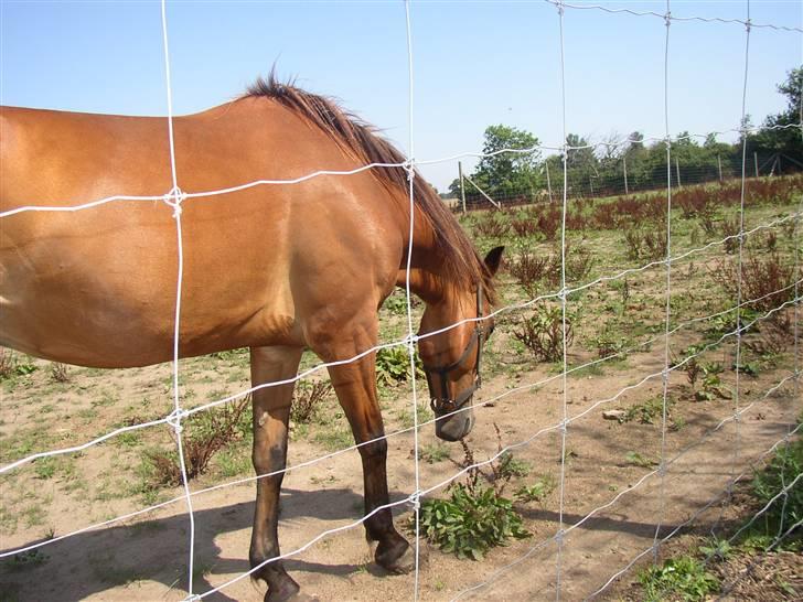 Traver Farina - Farvel. <3 billede 3