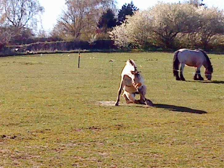 Fjordhest Lucca *søsters*  - skal lige rejse miig:D heh billede 19