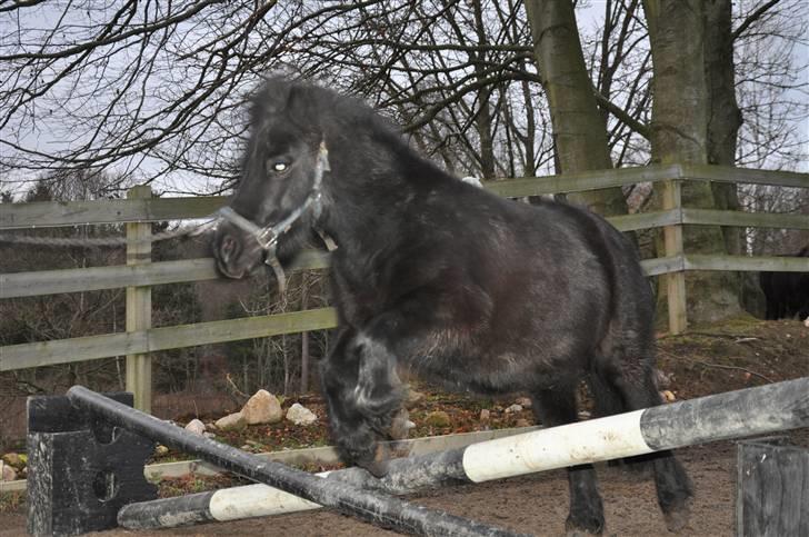 Shetlænder  SUPER SEJE (Anton)  - du elsker bare det der va ` din super duber pony  billede 1