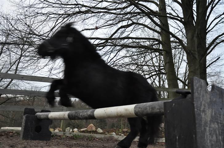 Shetlænder  SUPER SEJE (Anton)  - wow lækker lækker pony :O billede 3