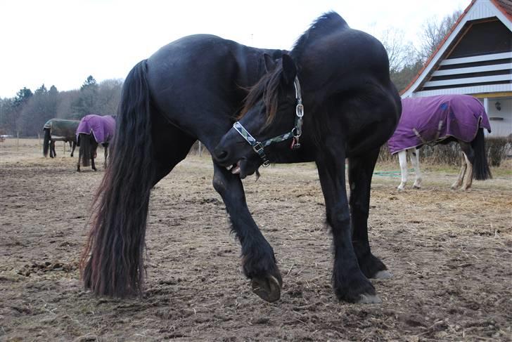 Frieser Eline Bouwkje B. billede 14