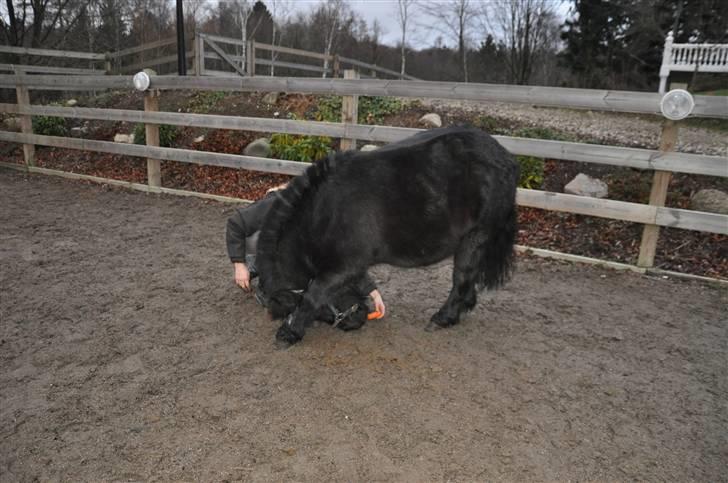 Shetlænder  SUPER SEJE (Anton)  - se lige hvor smidig han er ..... få fat på gulerøden billede 5