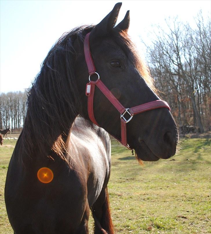 Frieser Eline Bouwkje B. billede 16