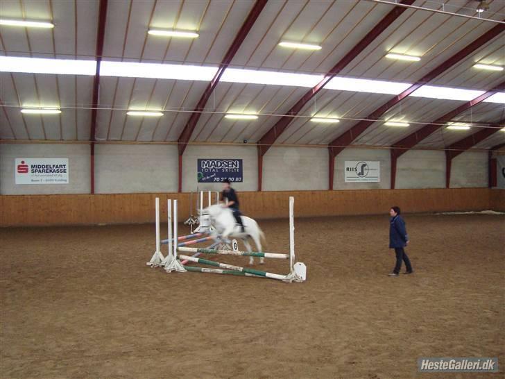 Anden særlig race DBR's Bamse - lidt utydelig.. billede 7