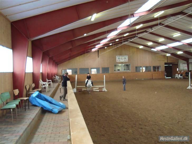 Anden særlig race DBR's Bamse billede 8