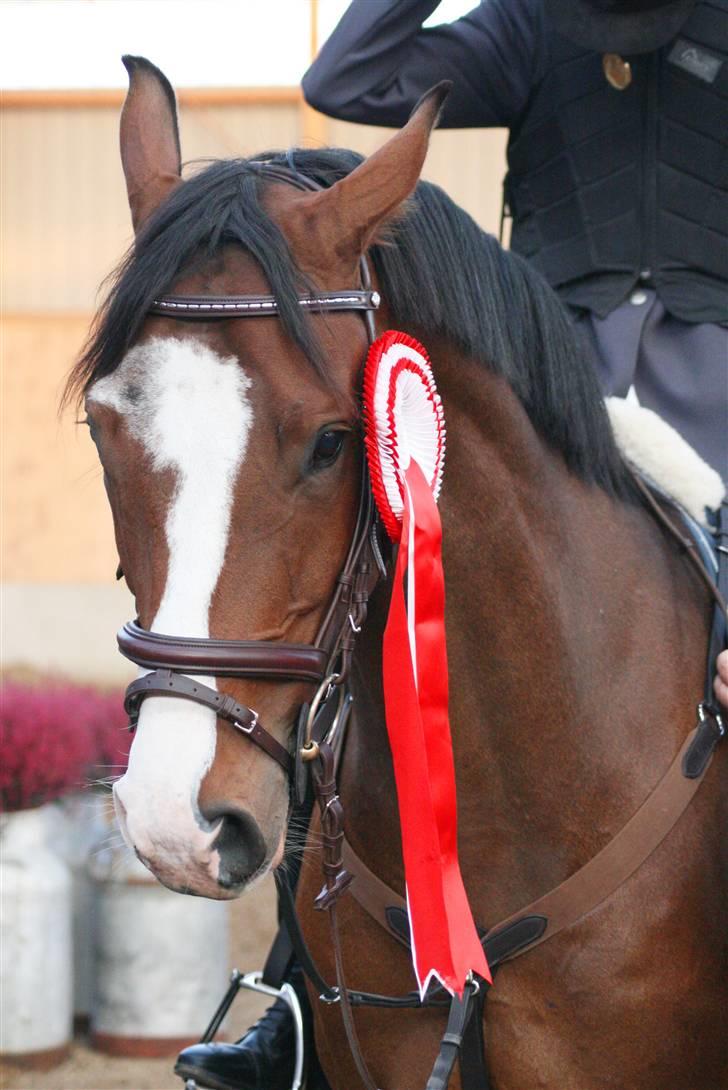 Dansk Varmblod Prestige RIP min smuksak, du er Savnet <3 - Prestige´s profil, kom gerne med en bedømmelse og en kommentar. (klubmester aags 2008) Foto: kaytrinfoto billede 1