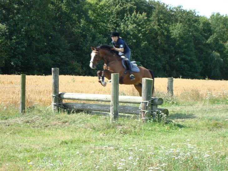 Dansk Varmblod Prestige RIP min smuksak, du er Savnet <3 - åben terrænbane ringsted rideklub billede 3