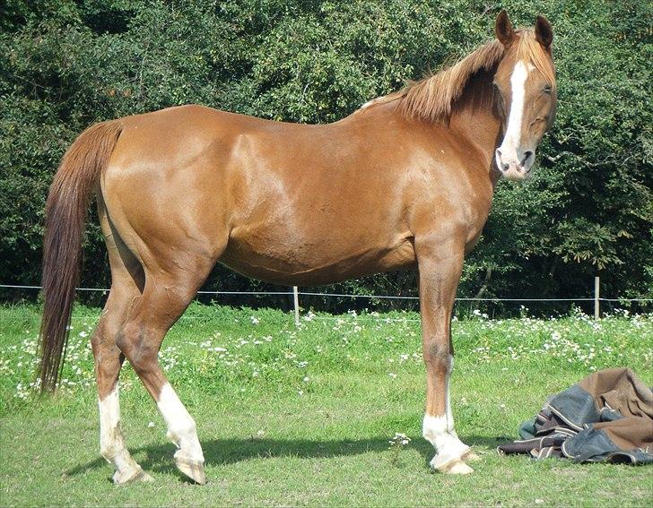 Arabisk fuldblod (OX) Cammosa billede 17
