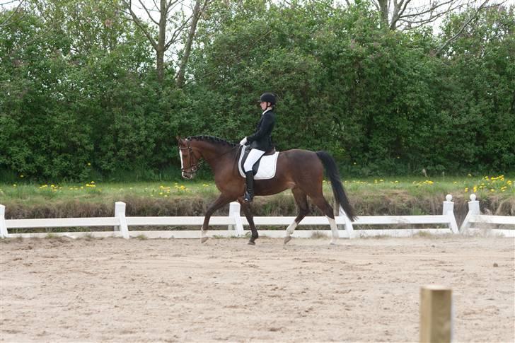 Dansk Varmblod Prestige RIP min smuksak, du er Savnet <3 - Dressur stævne TNKR 2009 LB1 billede 4