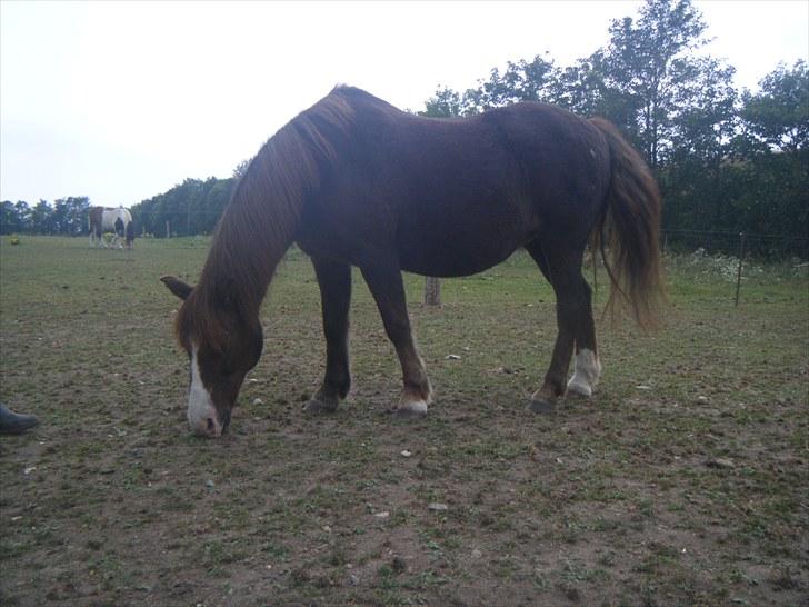 Anden særlig race Miss Molly  - molly i sit nye hjem billede 17