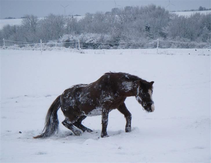Anden særlig race Miss Molly  billede 18