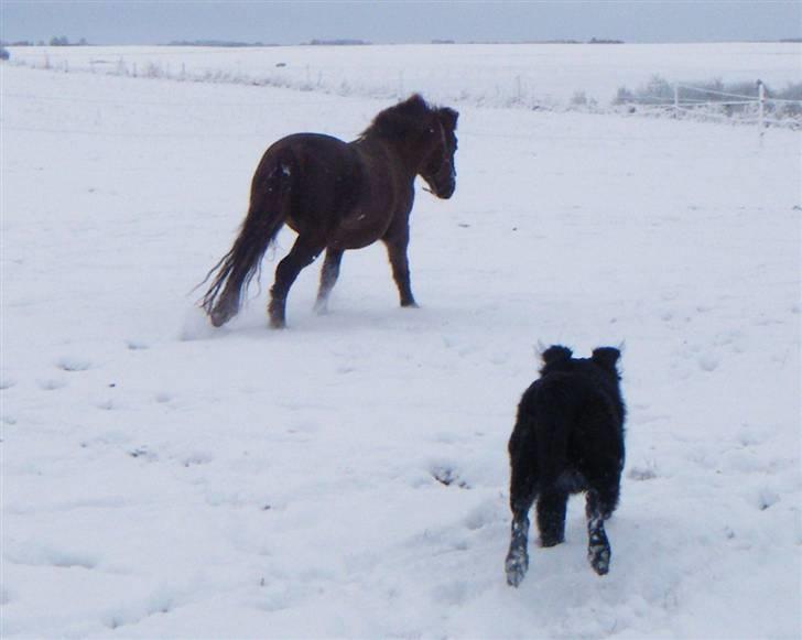 Anden særlig race Miss Molly  billede 19