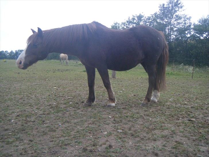 Anden særlig race Miss Molly  billede 20