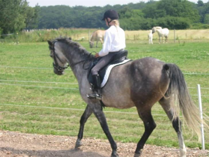 Anden særlig race máshiri †R.I.P† - 14# Sommer 2005.. vi havde lige fået hende (: billede 14