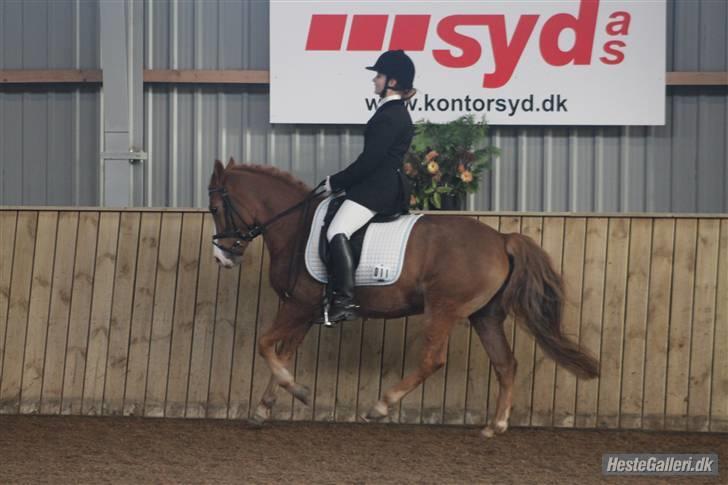 Anden særlig race Chiquita-B-pony *solgt* billede 14