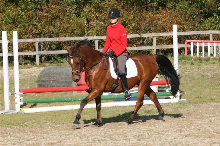 DSP Bohøjgaards Fighter  - Dressur på springbanen oktober 2008 billede 6