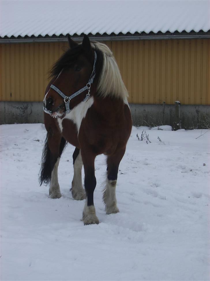 Anden særlig race Balou billede 1