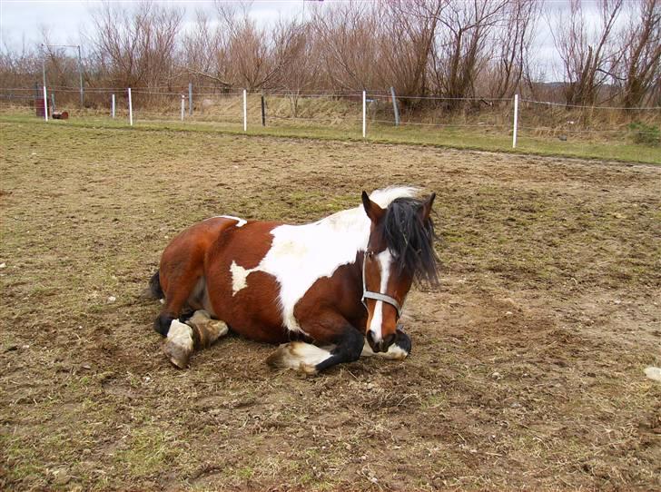 Anden særlig race Balou billede 2