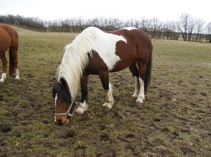 Anden særlig race Balou billede 3