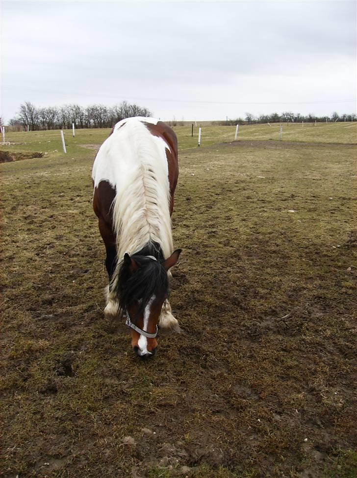 Anden særlig race Balou billede 5