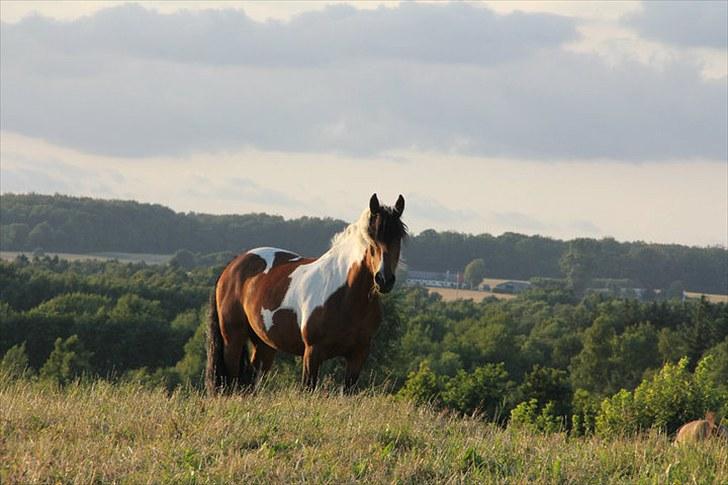Anden særlig race Balou - billed taget af Sandra den 24 juli 2010 billede 6
