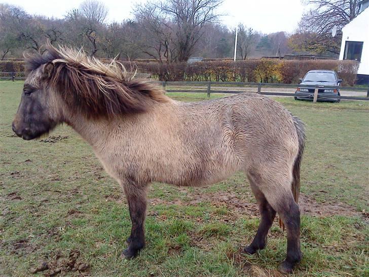 Islænder Frenja fra Boskovhus - er fra den 14/11-09 billede 1