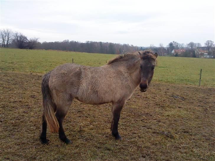Islænder Frenja fra Boskovhus - er fra den 14/11-09 billede 2