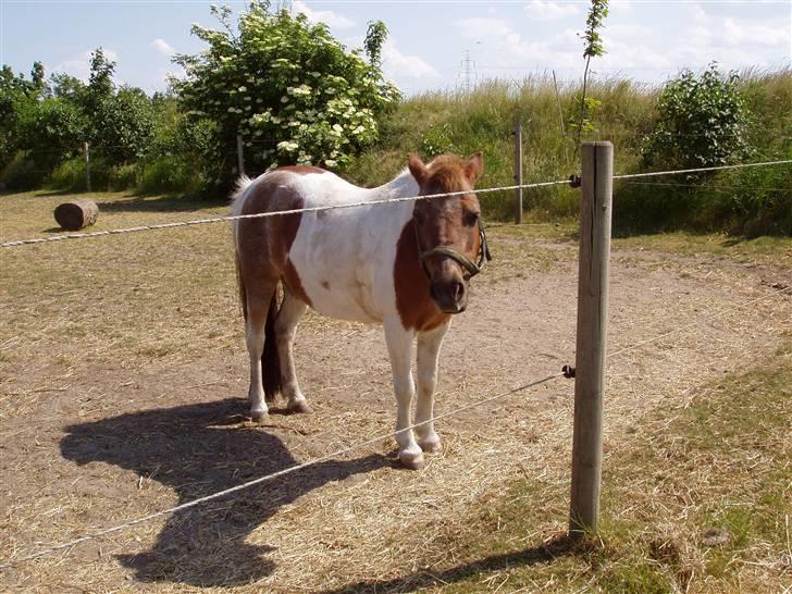 Shetlænder sassy SOLGT - århh det er så varmt billede 7