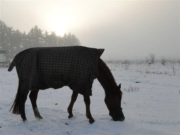 Dansk Varmblod Søgaard´s Rapid *Solgt* billede 17