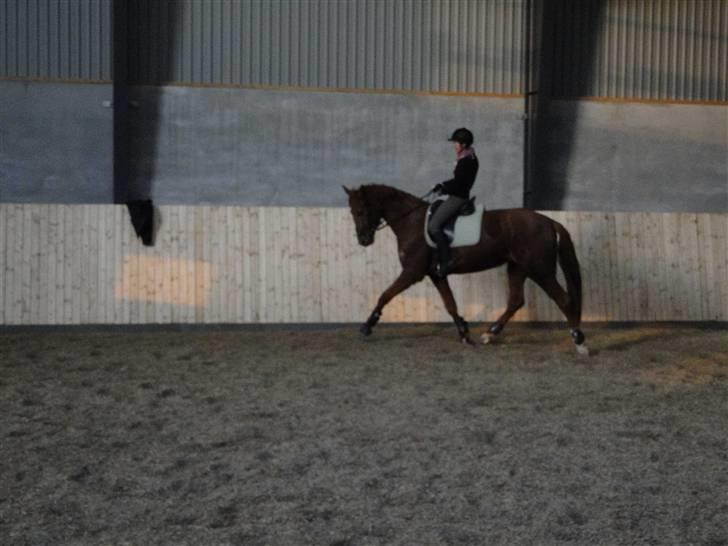 Dansk Varmblod Søgaard´s Rapid *Solgt* billede 18