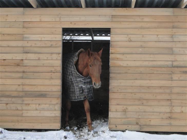 Dansk Varmblod Søgaard´s Rapid *Solgt* billede 19