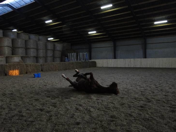 Dansk Varmblod Søgaard´s Rapid *Solgt* - Dejlig med en rulle tur efter en hård træning billede 20