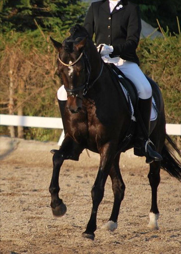 Tysk Sportspony Holsteins Number One (A-pony) - solrød. taget af line mune, tak! :D billede 7