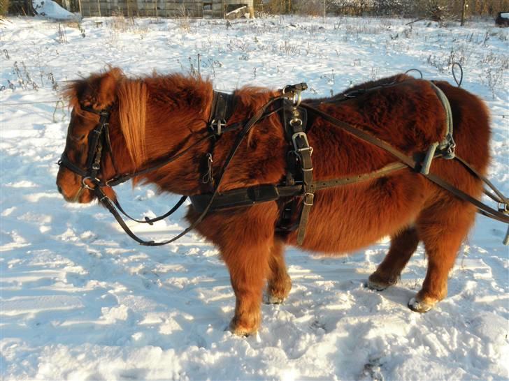 Shetlænder Østergårds Jubilie - Jubilie med seletøjet og vinterpelsen (: billede 10