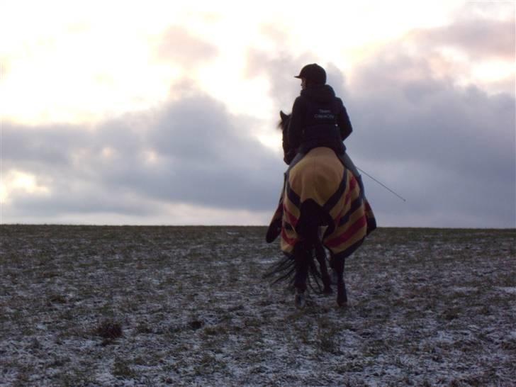 Tysk Sportspony Holsteins Number One (A-pony) - sammen rider vi ud mod horisonten i: billede 8